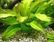 Эхинодорус аргентинский (пучок) (B045)