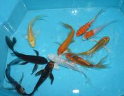 Карп кои бабочка вуалевый 5см (КК-016)