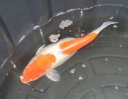 Карп кои лот 7 (ККL007)