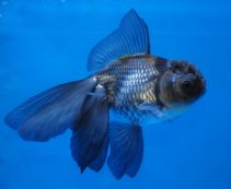 Оранда голубая (Blue Oranda) купить