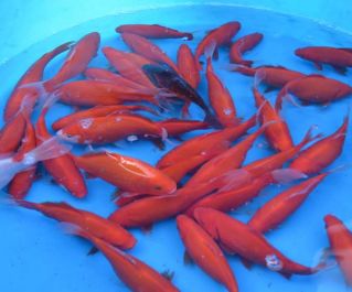 Карась красный 10-13 см купить для пруда в интернет магазине