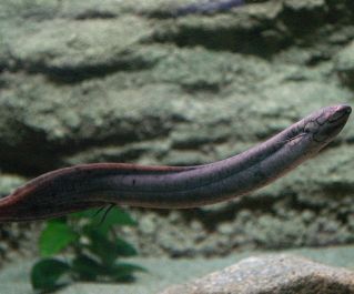 Лепидосирен парадокса 10-11см (PU-019)