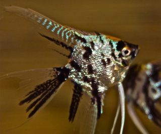 Скалярия бриллиантовая 5-6 см