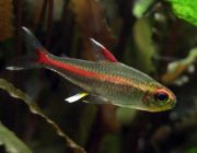 Тетра светлячок (эритрозонус)
