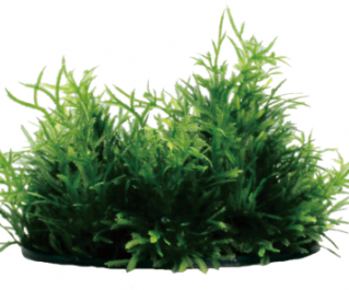 Композиция 