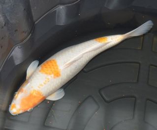 Японский карп кои выбор по фотографии