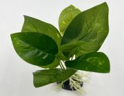 Искусственное растение 10см 