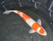 Карп кои лот 27 (ККL027)