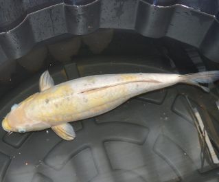 Карп кои лот 32, размер 40+см, купить с доставкой