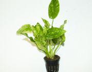 Эхинодорус Мраморная королева (горшок) (B052)