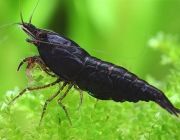 Креветка черная шоко (CL042)