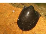 Улитка бэтмен (UL-Z035В)