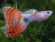 Гуппи самцы мозаика красно-золотая