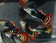 Гуппи самцы голова дракона токседо