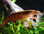 Креветка-фильтратор 6см (NG0006)