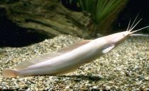 Клариас мраморный 6см