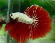 Петушок самец халф мун красный дракон класс А (HM706)