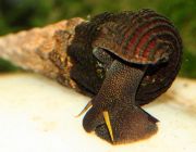 Улитка тиломелания жёлтая антенна (UL-Z04)