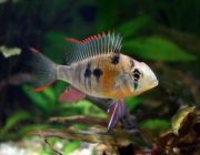 Боливийская бабочка 4-5см