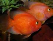 Попугай ярко-красный 6-7 см