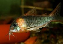 Коридорас зеленый 2,5-3см (SH022)