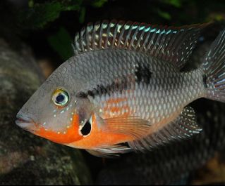 Цихлазома мееки купить 5см