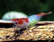 Креветка красная Рили (SRRMS)