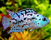 Блю Демпси 5см