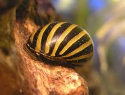 Улитка зебра (UL-Z023)