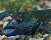 Рак Ябби деструктор 5см (W004)