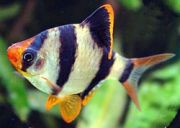 Барбус суматранский 2,5см (BH005)