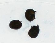 Улитка рогатая ассорти (UL-Z035)