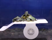 Плотик для черепах пластиковый на присосках 14*8см (CM-S)