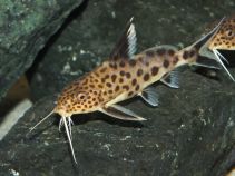 Синодонтис кукушка 3 см купить