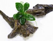 Анубиас нана петит на коряге (P019К)