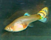 Гуппи самки ассорти