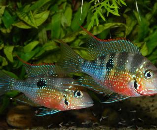 Цихлазома Элиота 4-4,5см купить с доставкой