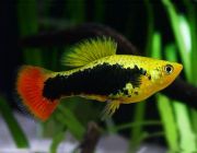 Пецилия Гавайи 2,5см (GR 22)