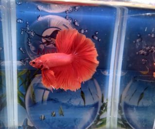 Петушки халф мун самцы супер красные класс А (HM712) купить