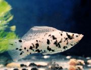 Велифера серебряная ситцевая 5см