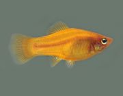 Меченосец оранжевый 4см