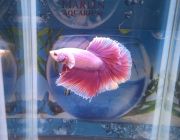 Петушок самец халф мун бабочка розовая класс А (HM720)