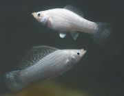 Моллинезия серебряная 4см