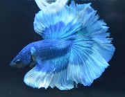 Петушок самец халф мун ассорти (NH050)