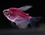 Тернеция флуоресцентная фиолетовая (NH077)