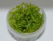 Гигрофила розанервиг (TC 05)