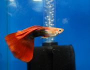 Гуппи самцы красные блондины такседо