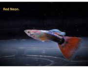 Гуппи самцы неоновые красные