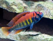 Хаплохромис Ниерери 4-4,5см (CH049)