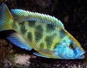 Хаплохромис венустус-леопард золотой 4,5-5см